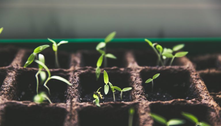 Aufkeimende Pflanzen